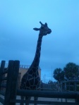 Gulf breeze Zoo Giraffe picture